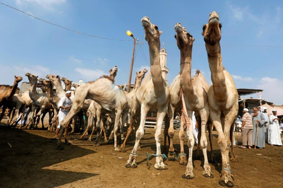 Tagesausflug zum Kamelmarkt in Birqash